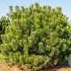 Pinus mugo uncinata 100-125 cm met kluit extra