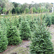 Picea omorika 175-200 cm met kluit extra
