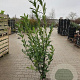 Prunus l. 'Caucasica' 125-150 cm met kluit