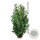 Prunus l. 'Caucasica' 150-175 cm met kluit