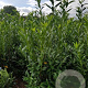 Prunus l. 'Caucasica' 150-175 cm met kluit extra