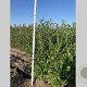 Prunus l. 'Caucasica' 175-200 cm met kluit
