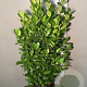 Prunus l. 'Obelisk' 175-200 cm met kluit extra