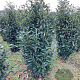 Prunus l. Genolia 150-175 cm met kluit extra
