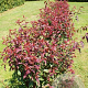 Prunus persicoides 'Spring Glow' 120 cm stam cont. 90L extra