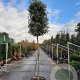 Quercus ilex 180 cm stam container 16-18 extra