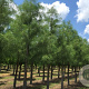 Taxodium dist. 'Prairie Sentinel' 125-150 cm 30L extra