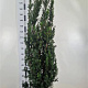 Taxus media 'Hicksii' 140-160 cm met kluit extra