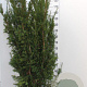 Taxus media 'Hillii' 160-180 cm met kluit extra