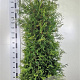 Thuja occ. 'Brabant' 180-200 cm met kluit extra