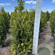 Thuja occ. 'Golden Brabant' 120-140 cm met kluit