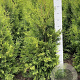 Thuja occ. 'Golden Brabant' 140-160 cm met kluit