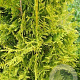 Thuja occ. 'Golden Brabant' 200-225 cm met kluit extra