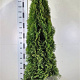 Thuja occ. 'Smaragd' 180-200 cm met kluit extra