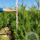 Thuja pl. 'Atrovirens' 180-200 cm met kluit