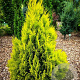 Thuja plicata '4 ever goldy' 50-60 cm 6,5L
