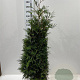 Thuja pl. 'Martin' 140-160 cm met kluit
