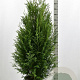Thuja pl. 'Martin' 140-160 cm met kluit