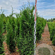 Thuja pl. 'Martin' 140-160 cm met kluit