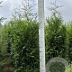 Thuja pl. 'Martin' 140-160 cm met kluit