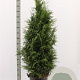 Thuja pl. 'Martin' 160-180 cm met kluit