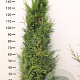 Thuja pl. 'Martin' 160-180 cm met kluit