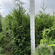 Thuja pl. 'Martin' 160-180 cm met kluit