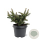 Abies bals. 'Nana' 20-25 cm 3,0L