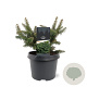Abies bals. 'Nana' 20-25 cm 3,0L