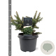 Abies bals. 'Nana' 20-25 cm 3,0L