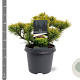 Pinus mugo 'Carsten's Wintergold' 25-30 cm 5,0L