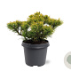 Pinus mugo 'Carsten's Wintergold' 25-30 cm 5,0L