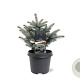 Picea pungens 'Glauca Globosa' 25-30 cm 5,0L