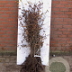 Carpinus betulus 60-100 cm wortelgoed 1/2
