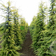 Cedrus deod. 'Aurea' 200-250 cm 45L