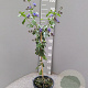 Clerodendrum ugandense 90 cm 5,0L stam