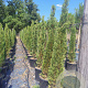 Cupressus semp. 'Pyramidalis' 100-125 cm container meerstammig