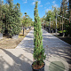Cupressus semp. 'Pyramidalis' 100-125 cm container meerstammig