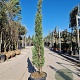 Cupressus semp. 'Pyramidalis' 150-175 cm container 