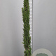 Cupressus semp. 'Pyramidalis' 175-200 cm container meerstammig