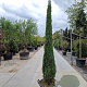 Cupressus semp. 'Pyramidalis' 250-300 cm container meerstammig