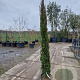 Cupressus semp. 'Pyramidalis' 250-300 cm container meerstammig