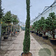 Cupressus semp. 'Pyramidalis' 300-350 cm container meerstammig