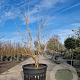 Heptacodium miconioides 175-200 cm container spiraal pompon
