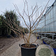 Heptacodium miconioides 175-200 cm container spiraal pompon