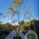 Koelreuteria paniculata 350-400 cm container meerstammig solitair