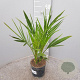Phoenix canariensis 50-60 cm C1.3