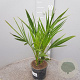 Phoenix canariensis 50-60 cm C1.3