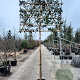 Photinia fraseri 'Red Robin' 10-12 cm container LEIVORM 200 cm stam