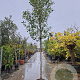 Photinia fraseri 'Red Robin' 180 cm stam 45L 14-16 lei 150x120